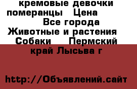 кремовые девочки померанцы › Цена ­ 30 000 - Все города Животные и растения » Собаки   . Пермский край,Лысьва г.